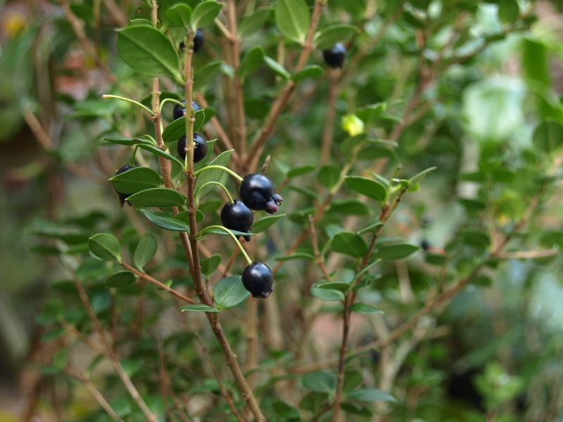 Luma apiculata